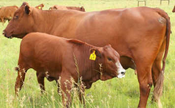 Why Bonsmara cows should be your first choice Bonsmara cow and calf