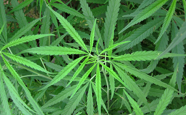 Cannabis industry is in need of legislation Cannabis industry is in need of legislation
