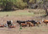 cattle in Zimbabwe