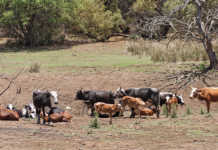 cattle in Zimbabwe