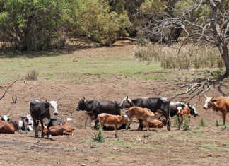 cattle in Zimbabwe