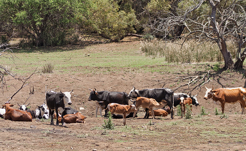 cattle in Zimbabwe