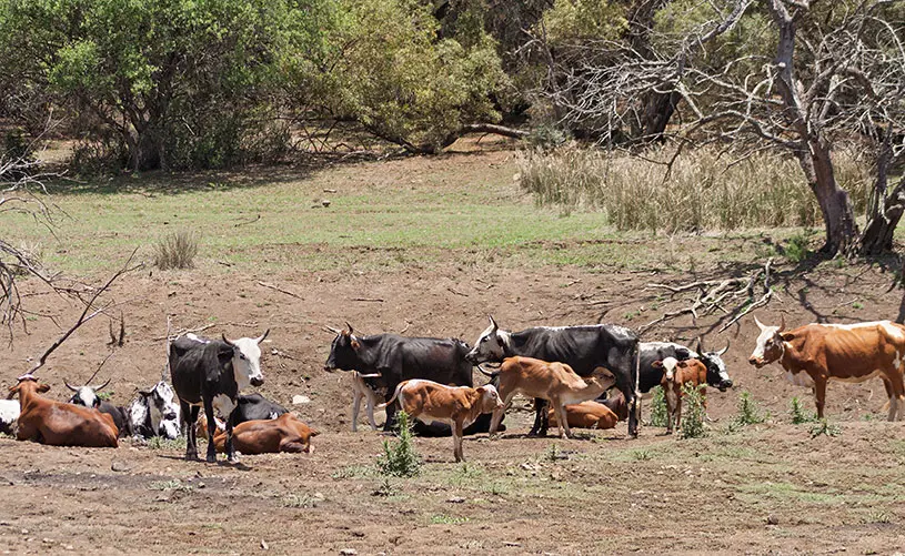 cattle in Zimbabwe