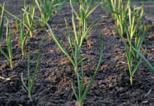 garlic crop