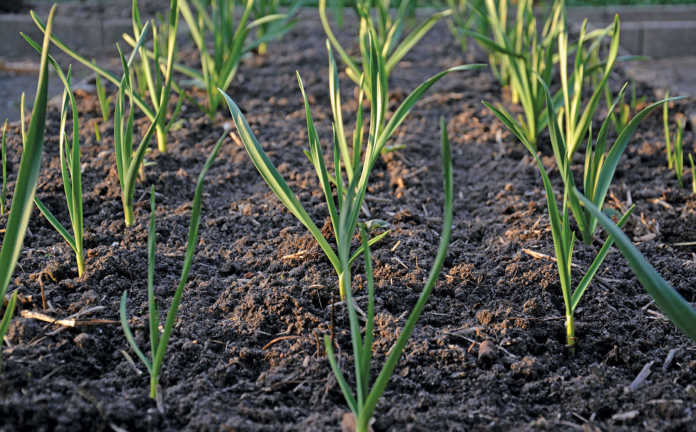 garlic crop