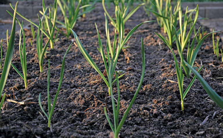 Growing garlic: a golden opportunity for SA farmers Growing garlic: a golden opportunity for SA farmers