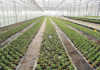 Latest trends in greenhouse technology a hreenhouse