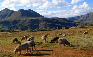 wool sheep in Lesotho
