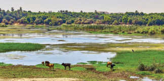 Nile River