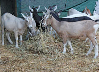 Toggenburg goats