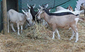 Toggenburg goats