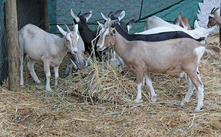 A sturdy breed: some Toggenburg basics A sturdy breed: some Toggenburg basics