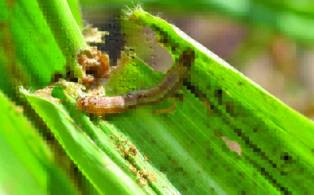 Fall armyworm spreading fast across China Fall armyworm spreading fast across China