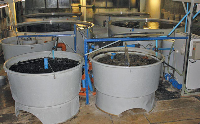 Fish production: simplicity or sophistication? Fish production: simplicity or sophistication?