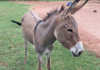 The care unit that treats neglected horses and donkeys donkey