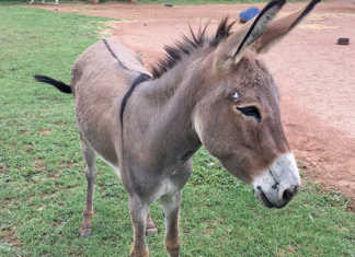 donkey