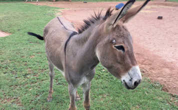donkey
