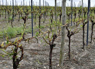 France declares natural disaster after storms devastate crops
