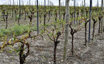France declares natural disaster after storms devastate crops
