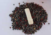 Indigenous crop seed bank for North West