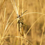 Worst locust invasion in Sardinia for 60 years