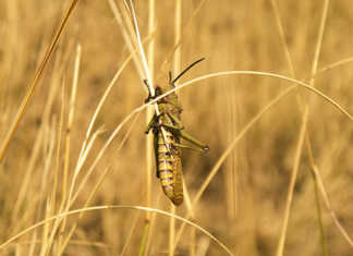 Worst locust invasion in Sardinia for 60 years