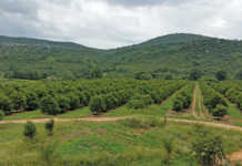 Macadamia farm