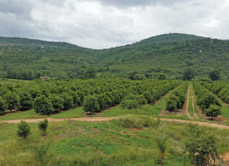 Macadamia farm