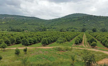 Macadamia farm