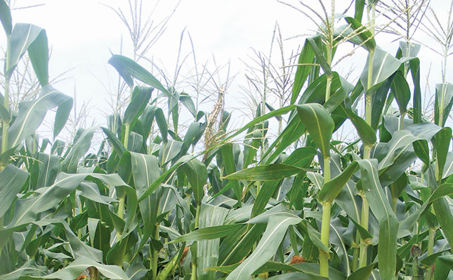 54% smaller maize harvest expected for Zimbabwe in 2019 54% smaller maize harvest expected for Zimbabwe in 2019