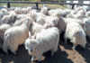 mohair sheep