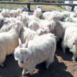 mohair sheep