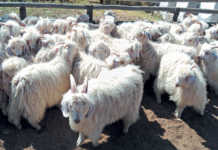 mohair sheep