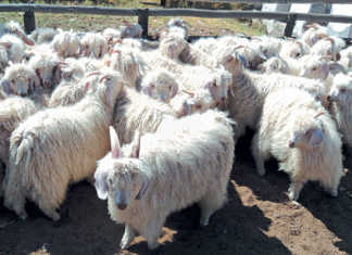 mohair sheep