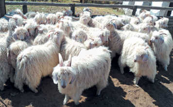 mohair sheep