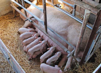 US pork lobby calls for relaxation of gene-editing regulations
