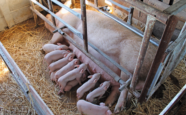 US pork lobby calls for relaxation of gene-editing regulations US pork lobby calls for relaxation of gene-editing regulations