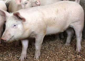 Prison service investigates large-scale livestock thefts