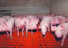 Global exporters scramble to fill Chinese pork supply gap Global exporters scramble to fill Chinese pork supply gap