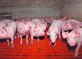 Global exporters scramble to fill Chinese pork supply gap