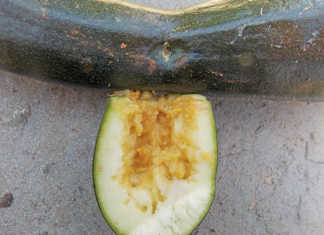 pumpkin fly maggot damage
