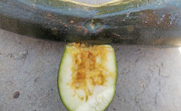 pumpkin fly maggot damage