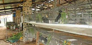 rabbits