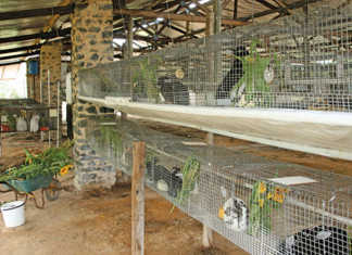 rabbits