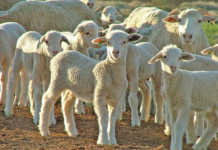 Livestock farmers urged to prepare for upcoming cold snaps