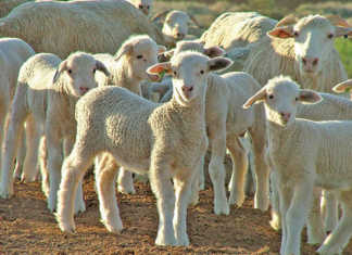 lamb and ewes