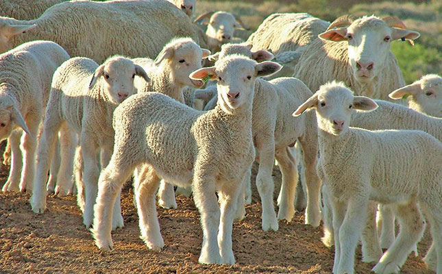 How best to feed lambs and ewes How best to feed lambs and ewes