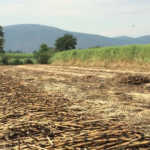 sugarcane