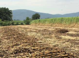 sugarcane