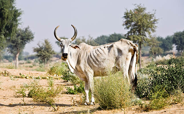 India’s delayed monsoon season a further blow for farmers India’s delayed monsoon season a further blow for farmers